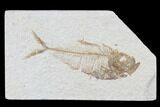 Diplomystus Fossil Fish - Wyoming #93992-1